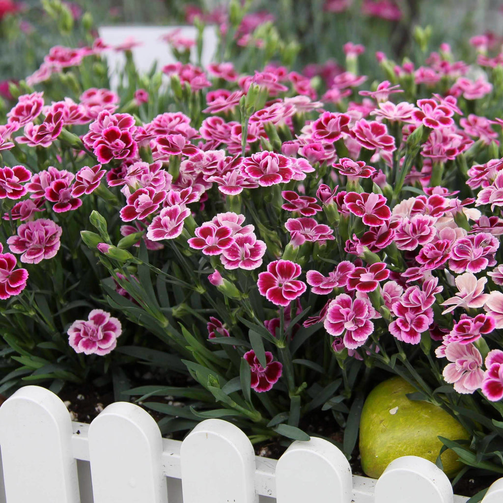 Dianthus cheap pink kisses