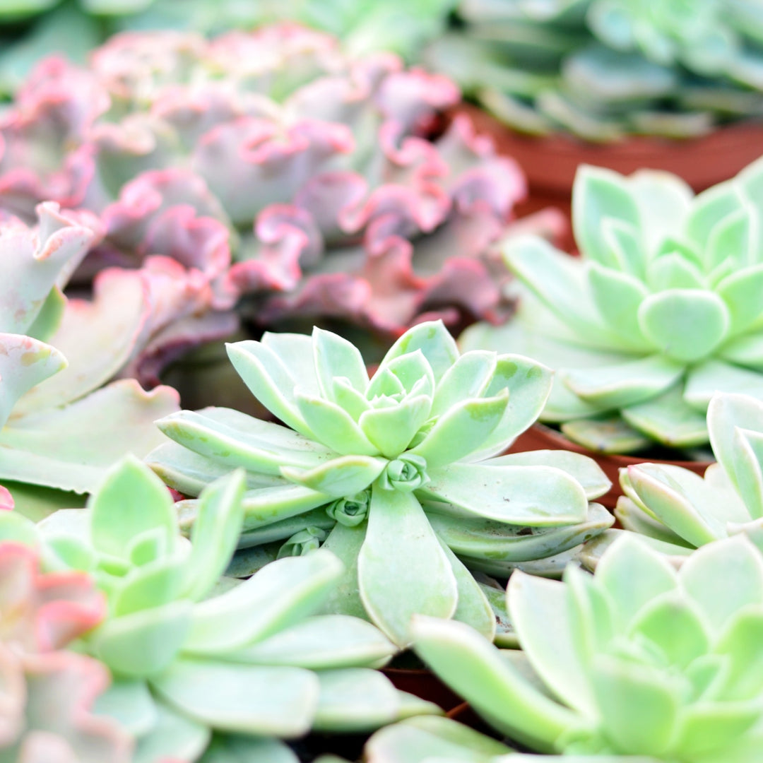 mexican snowball succulent flowers Mexican Snowball | Echeveria Elegans | Pet Safe Succulent