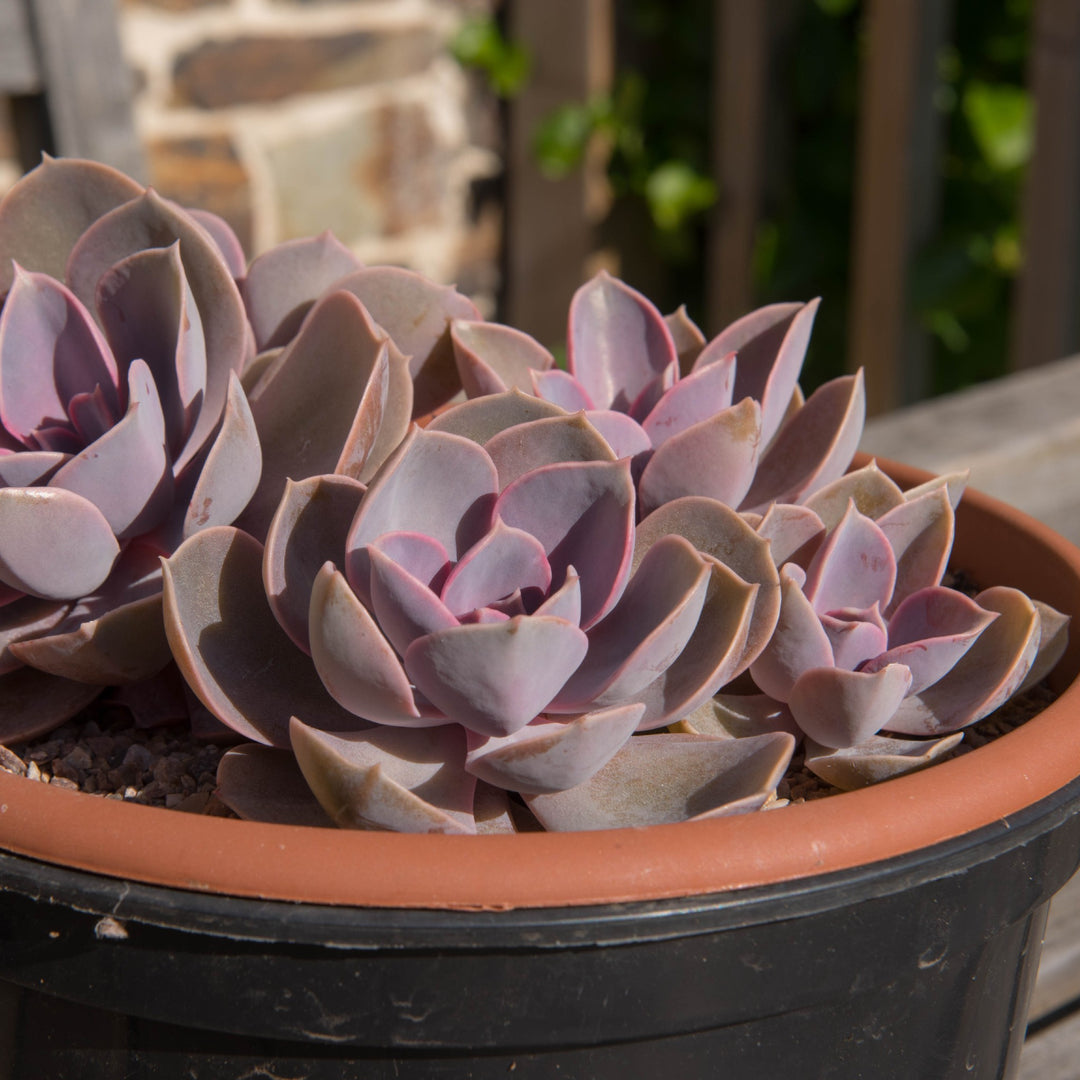 Echeveria Perle von Nurnberg | Purple Succulent - Cape Town Garden