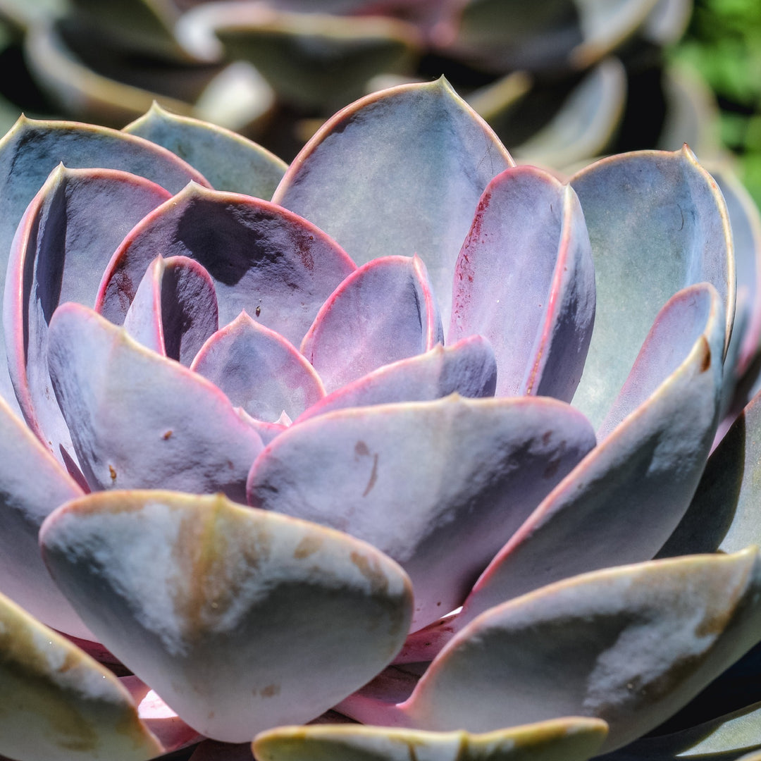 purple pearl succulent Echeveria Perle von Nurnberg | Purple Succulent