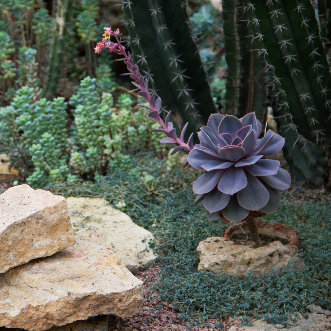Echeveria Perle von Nurnberg | Purple Succulent - Cape Town Garden