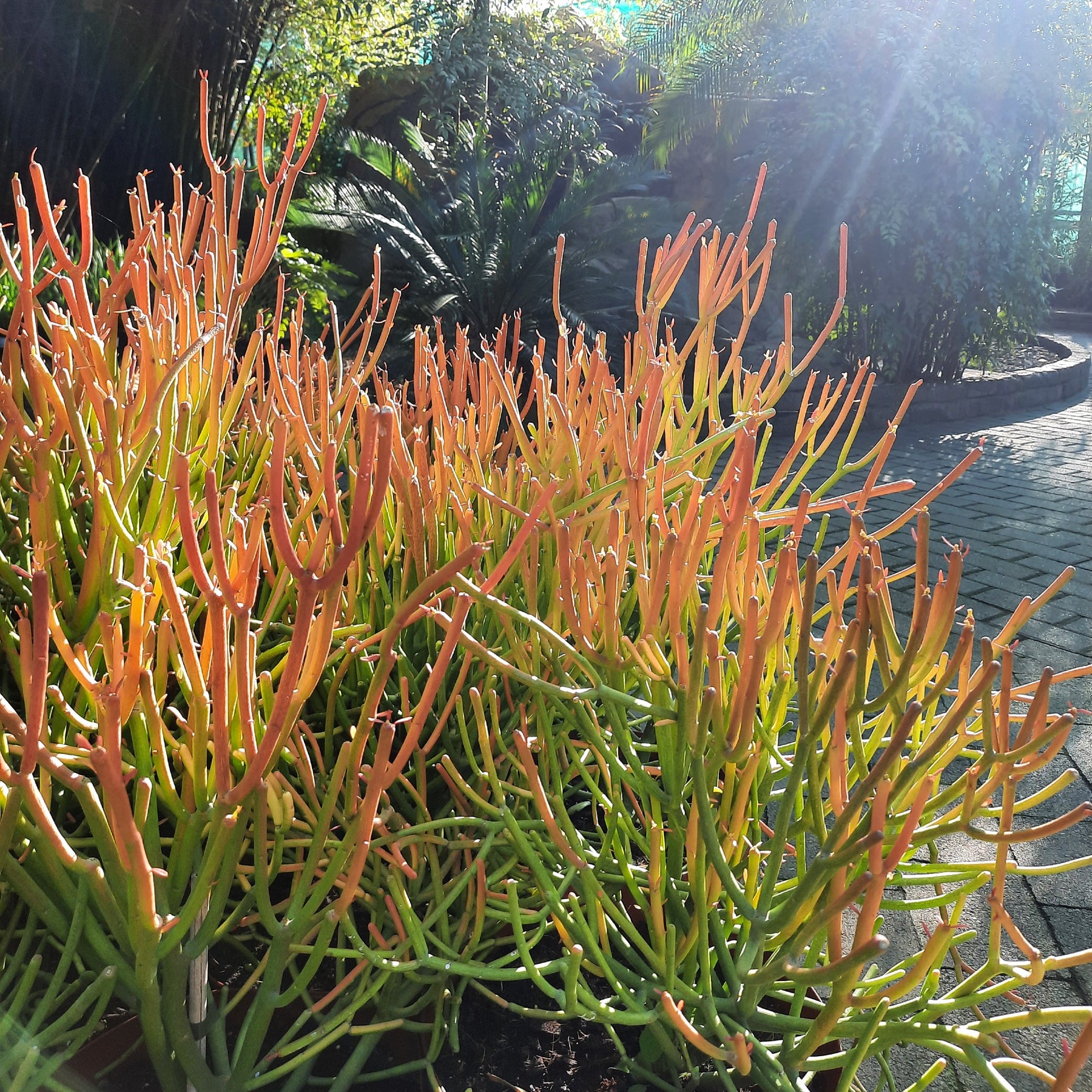 fire coral plant succulent Fire Sticks