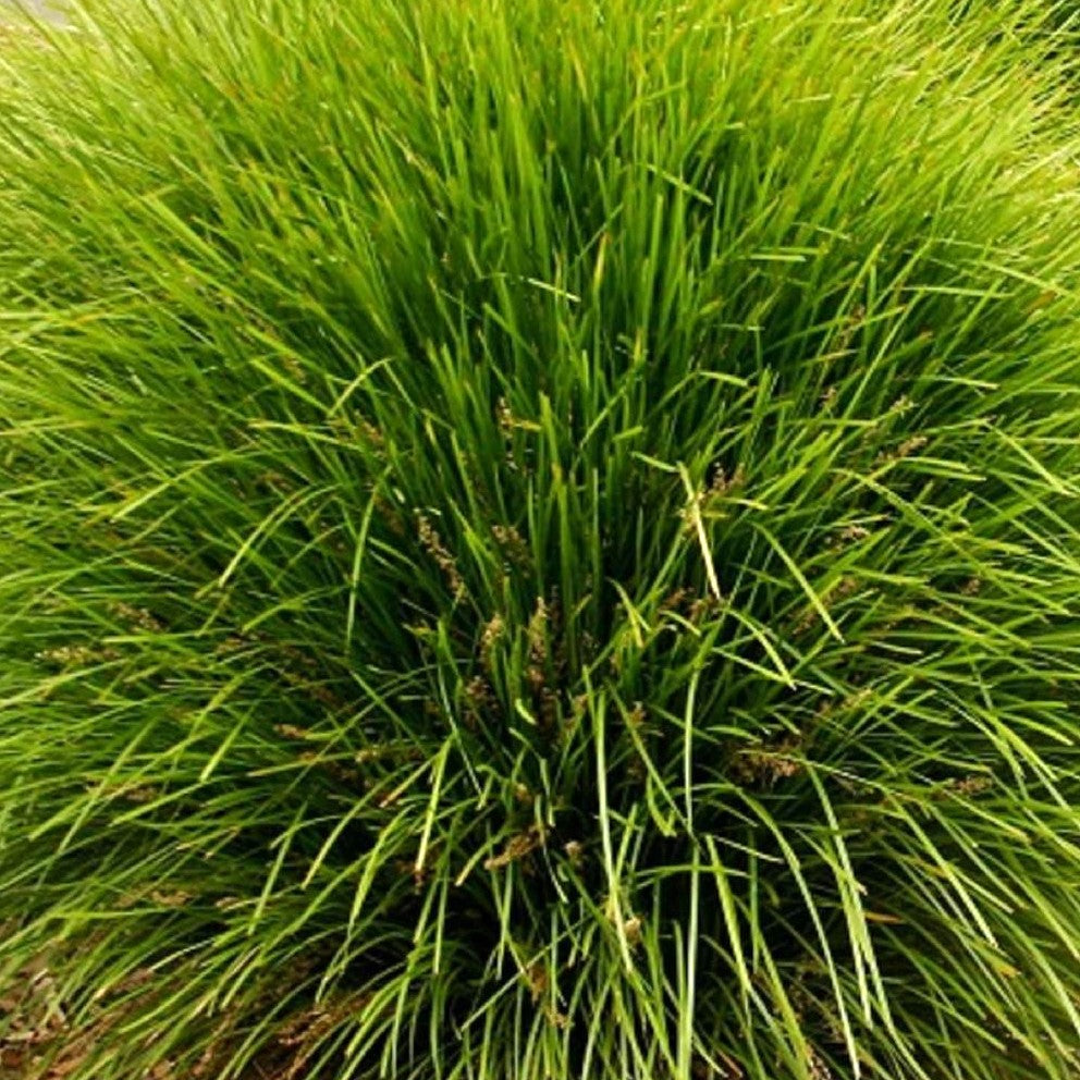 Dwarf Rushes Ornamental Grasses - Decorative Garden Grasses – Cape Garden Online