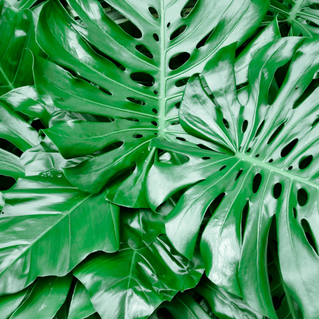 monsterous plant Delicious Monster house plant for sale in Cape Town – Cape Garden Online