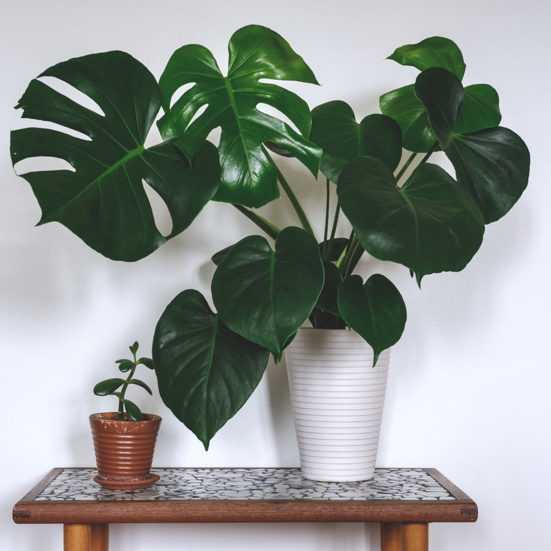 monsterous plant Delicious Monster house plant for sale in Cape Town – Cape Garden Online