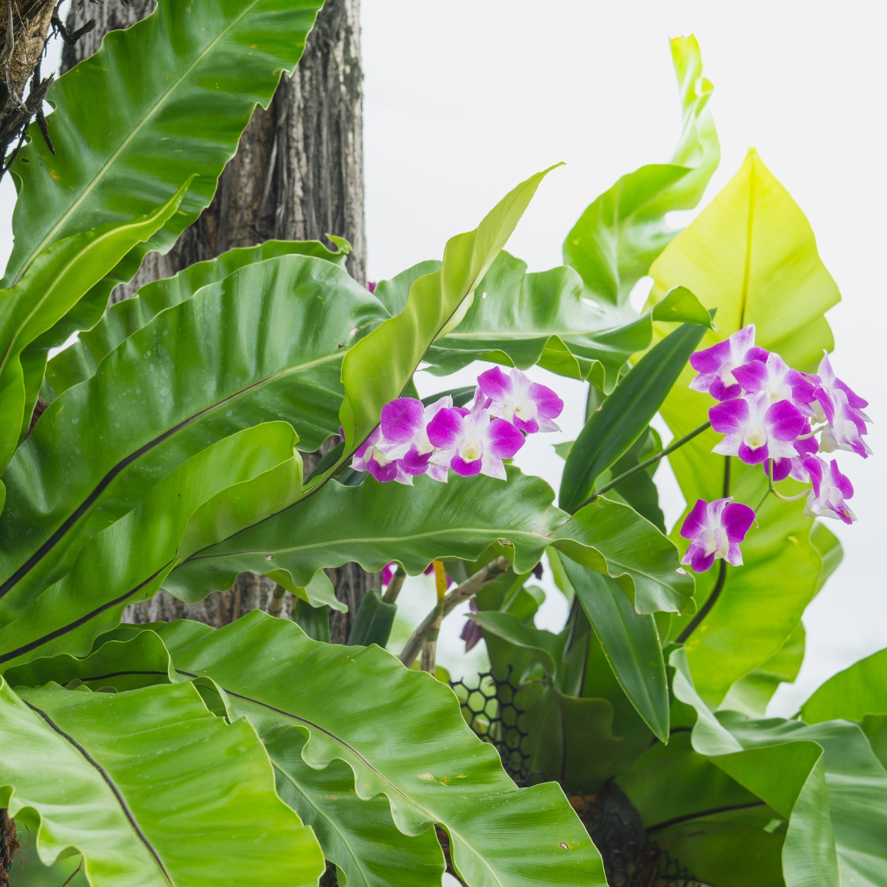 bird nest fern is a flowering plant Bird's Nest Fern