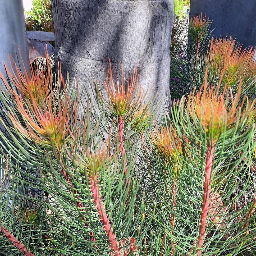 Buy Featherbush Bronze Haze | Aulax Fynbos | Cape Garden Online