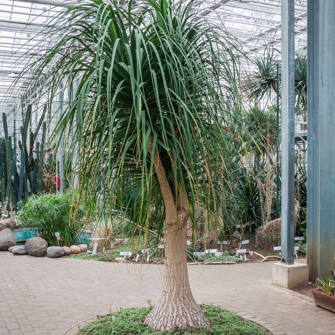 ponytail palm value Ponytail Palm