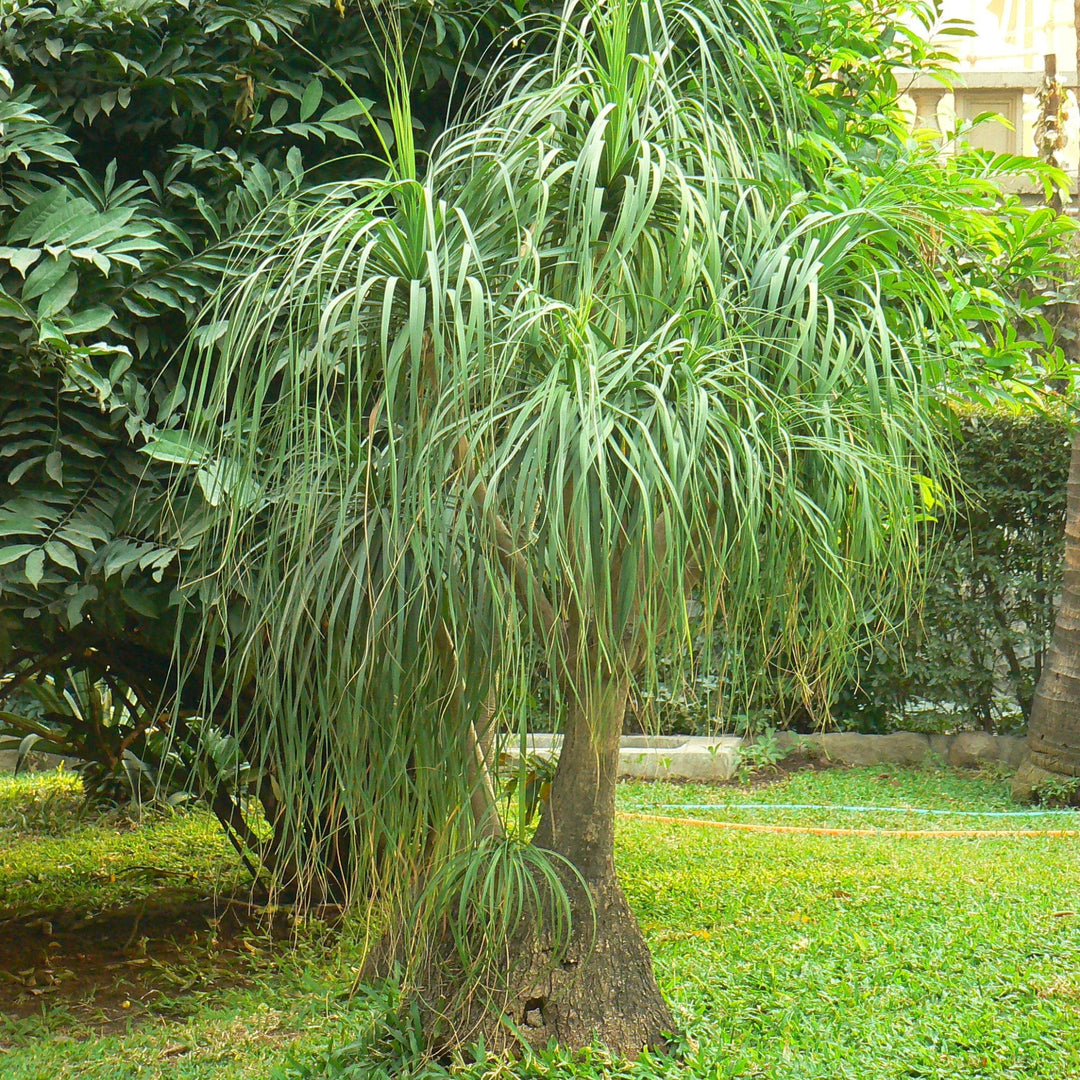 ponytail palm cost Ponytail Palm