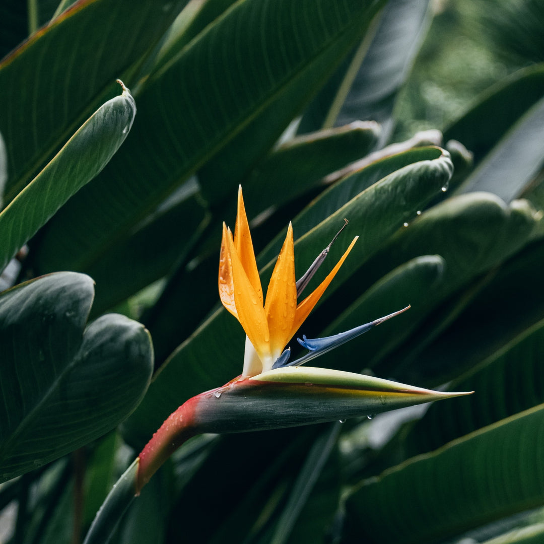 Bird of Paradise Strelitzia - Indigenous Plant