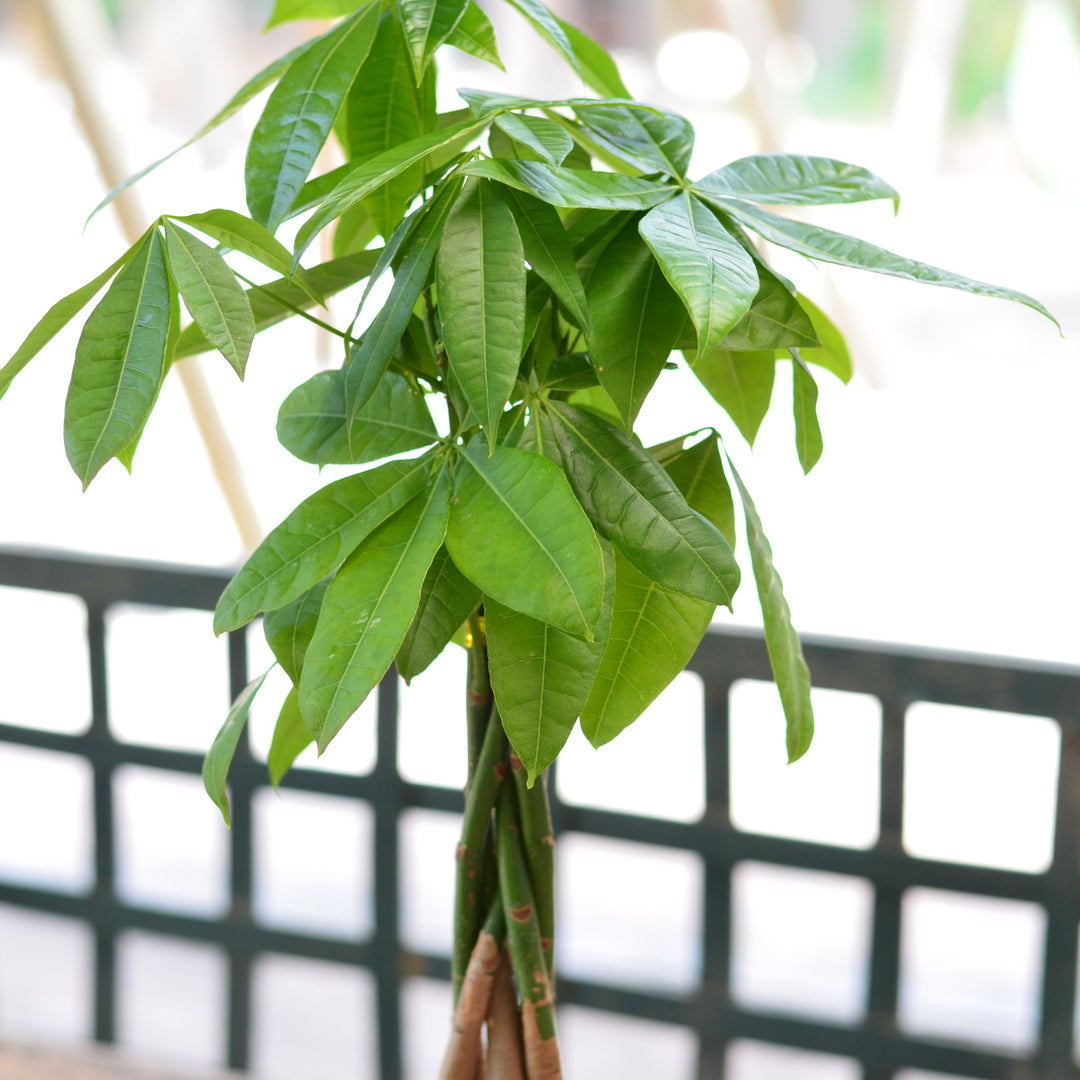 money tree south africa Money Tree