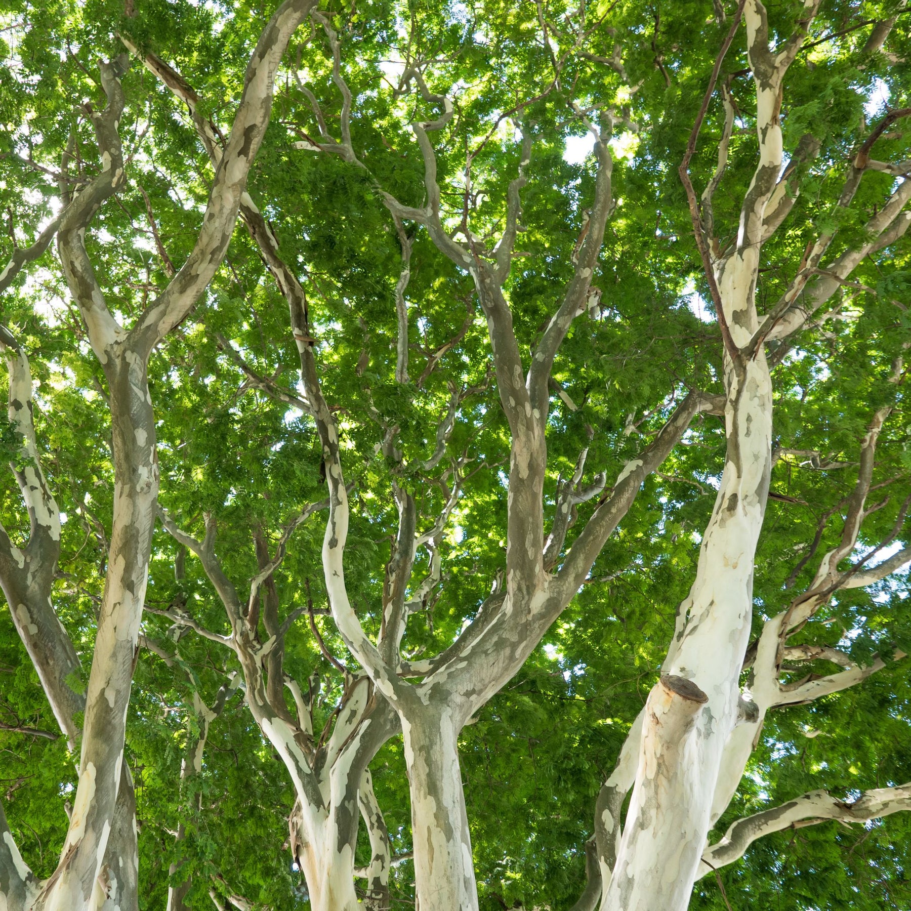 Leopard Tree Australia Invasive Roots Garden Trees - Shade, Ornamental & Fast-Growing Varieties – Cape Garden ...