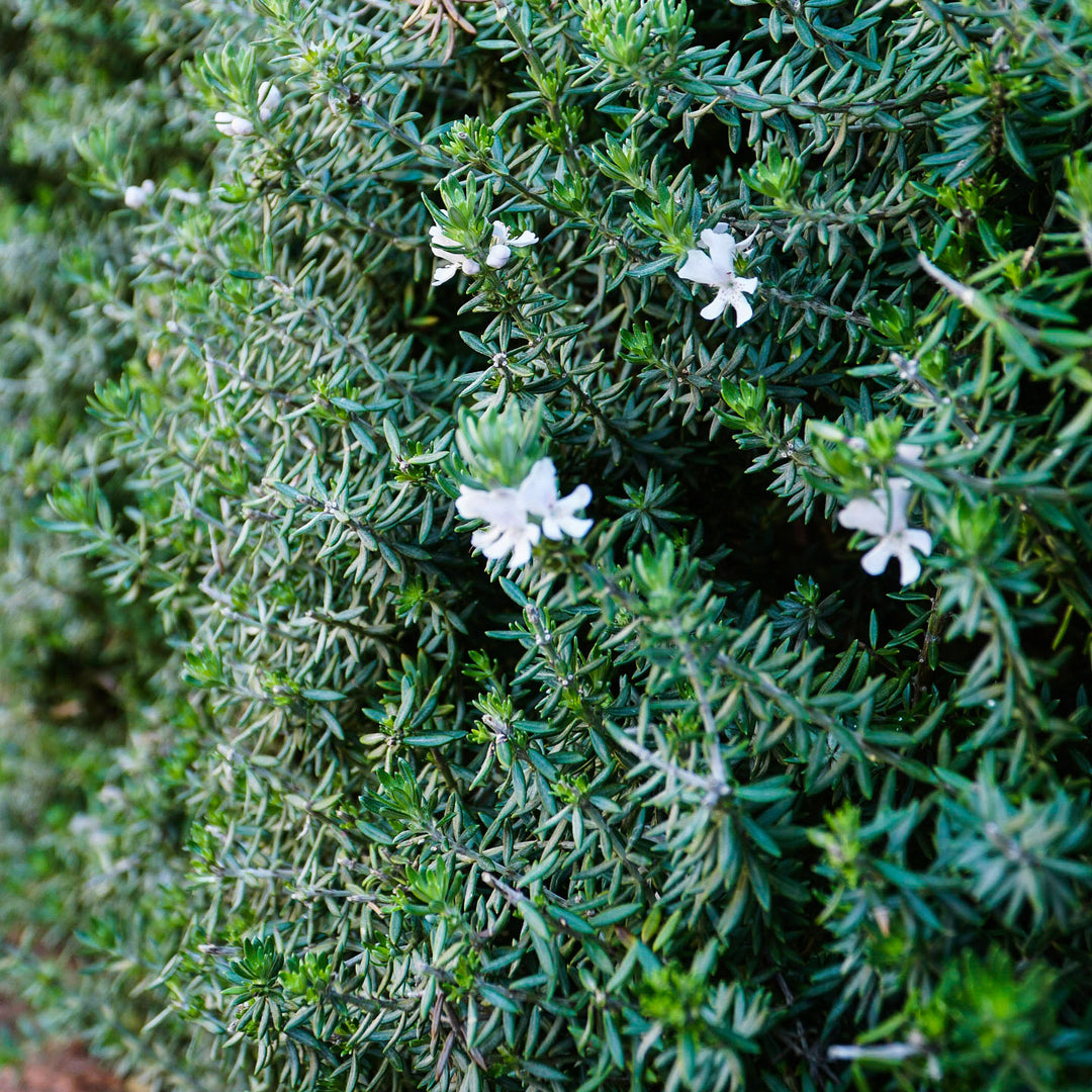 Australian Coastal Rosemary - Salt Tolerant Shrub | Cape Garden