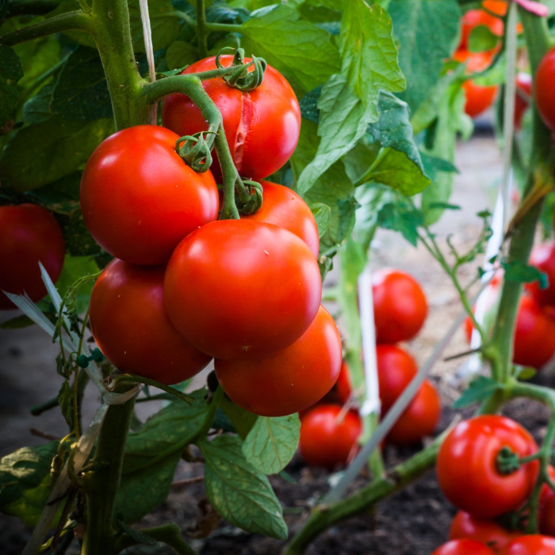 Tomato plants online discount
