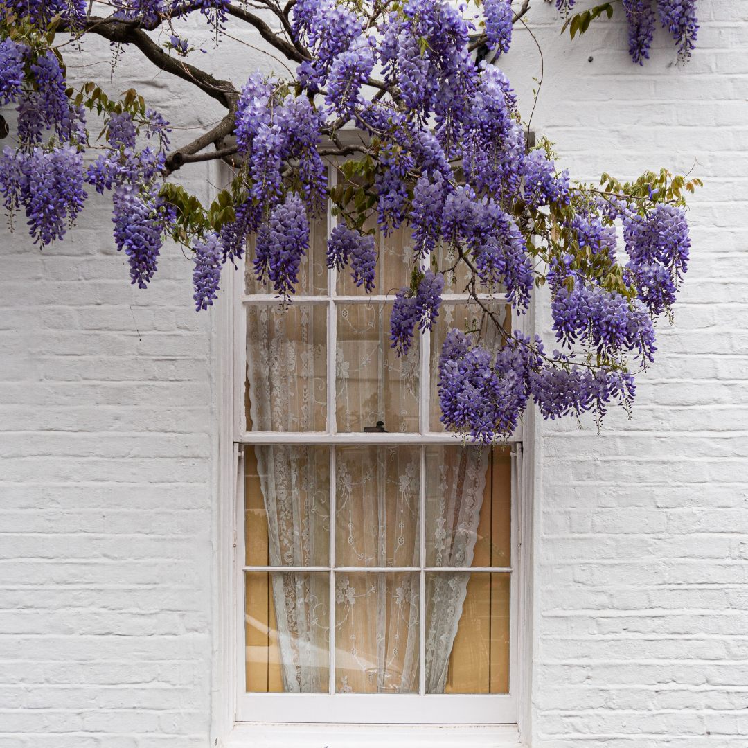 Shop wisteria outlet