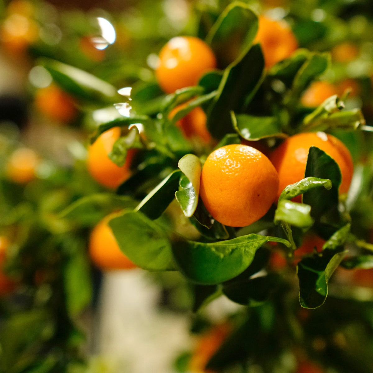 Cara Cara Navel Orange Citrus Sinensis 'Cara Cara' Cape Garden Online