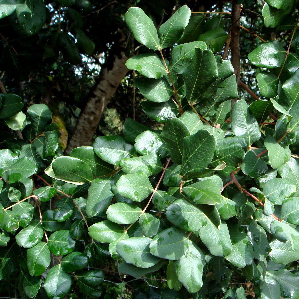 Carob Tree