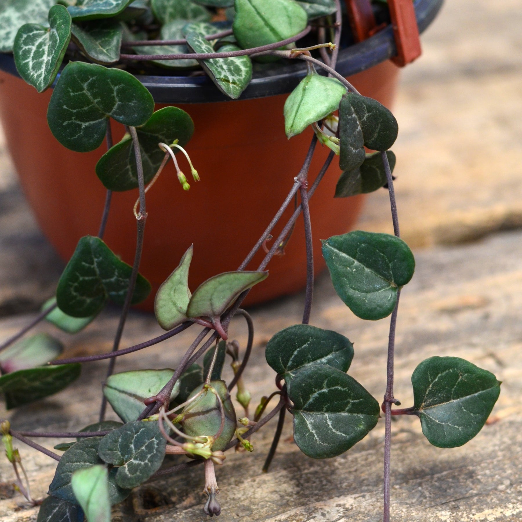 String-of-Hearts  Hanging Basket Ceropegia Woodii – Cape Garden