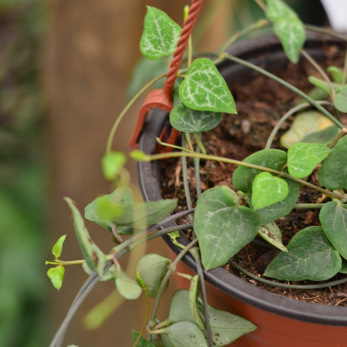 StringofHearts Hanging Basket Ceropegia Woodii Cape Garden Online
