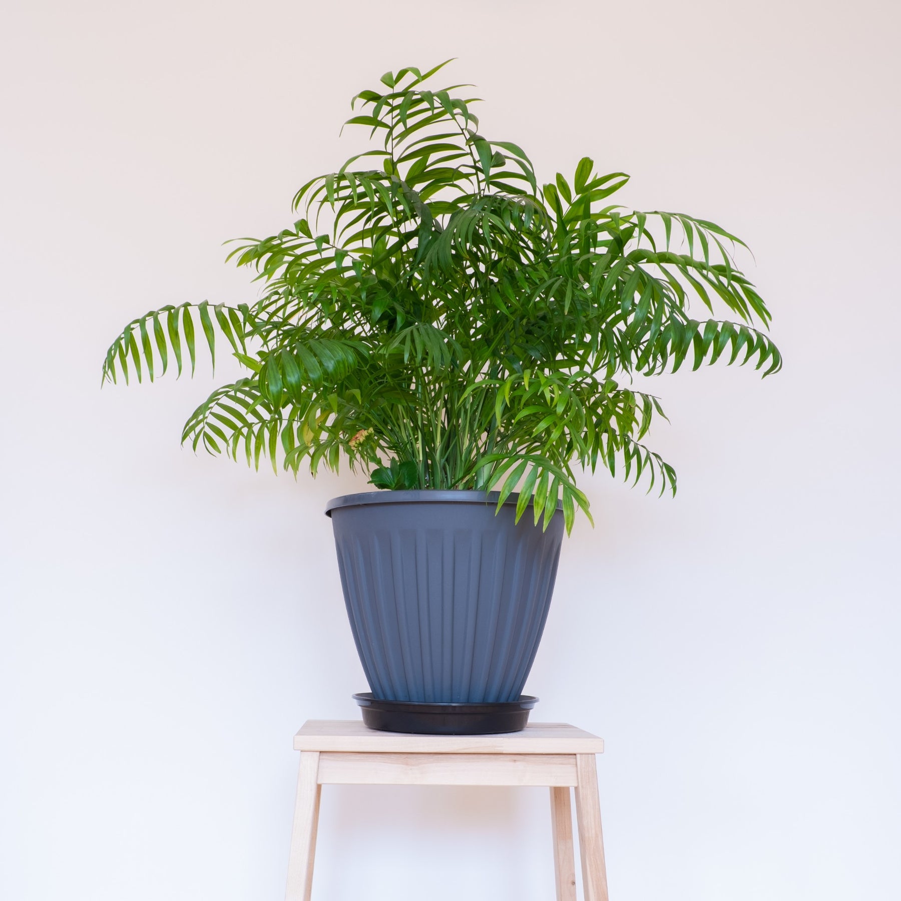 love palm plant Love Palm / Love Palm Tree