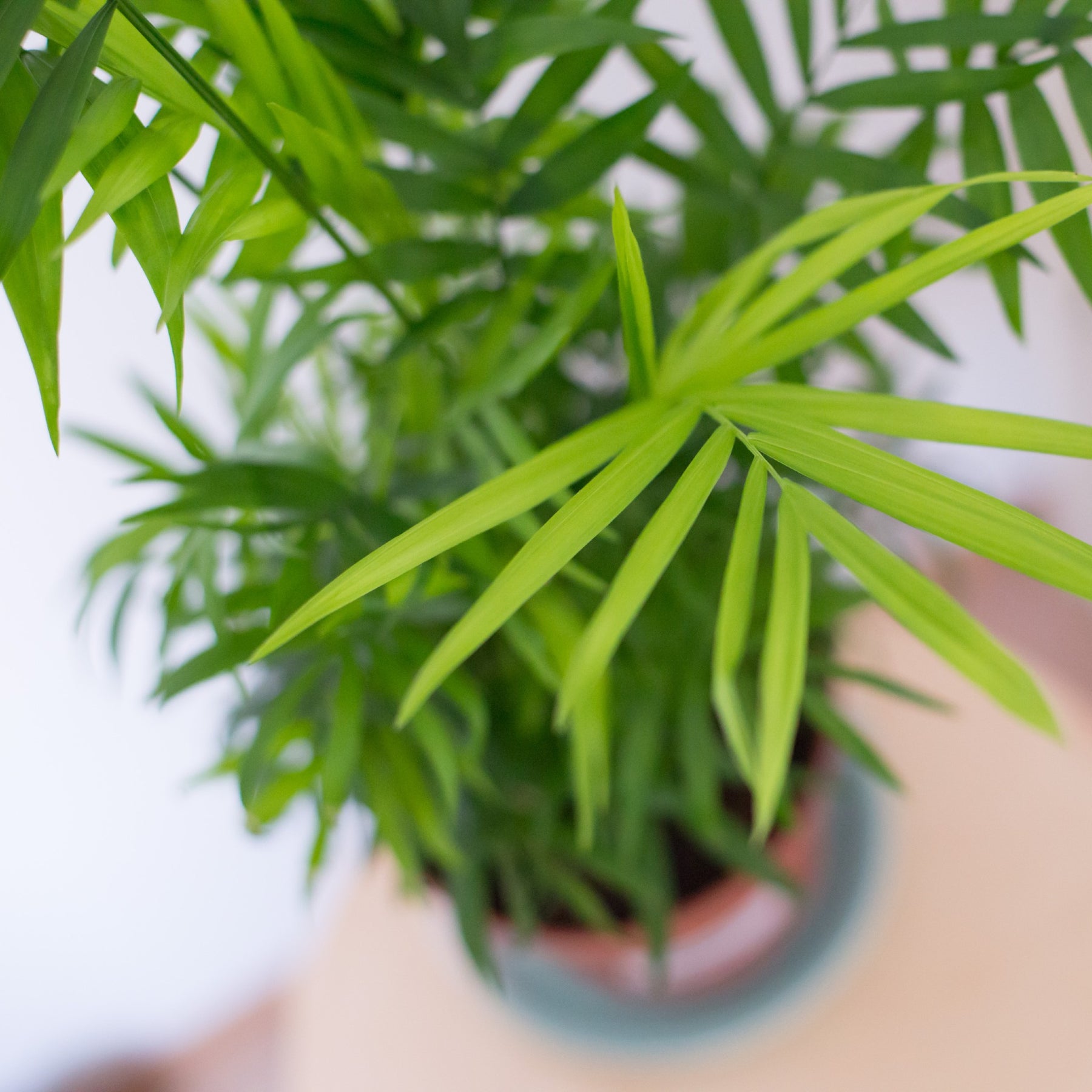 love palm plant Love Palm / Love Palm Tree