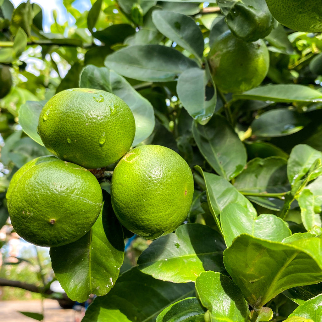 lime cajon ホールツリー lime cajon ホールツリー lime cajon ホールツリー