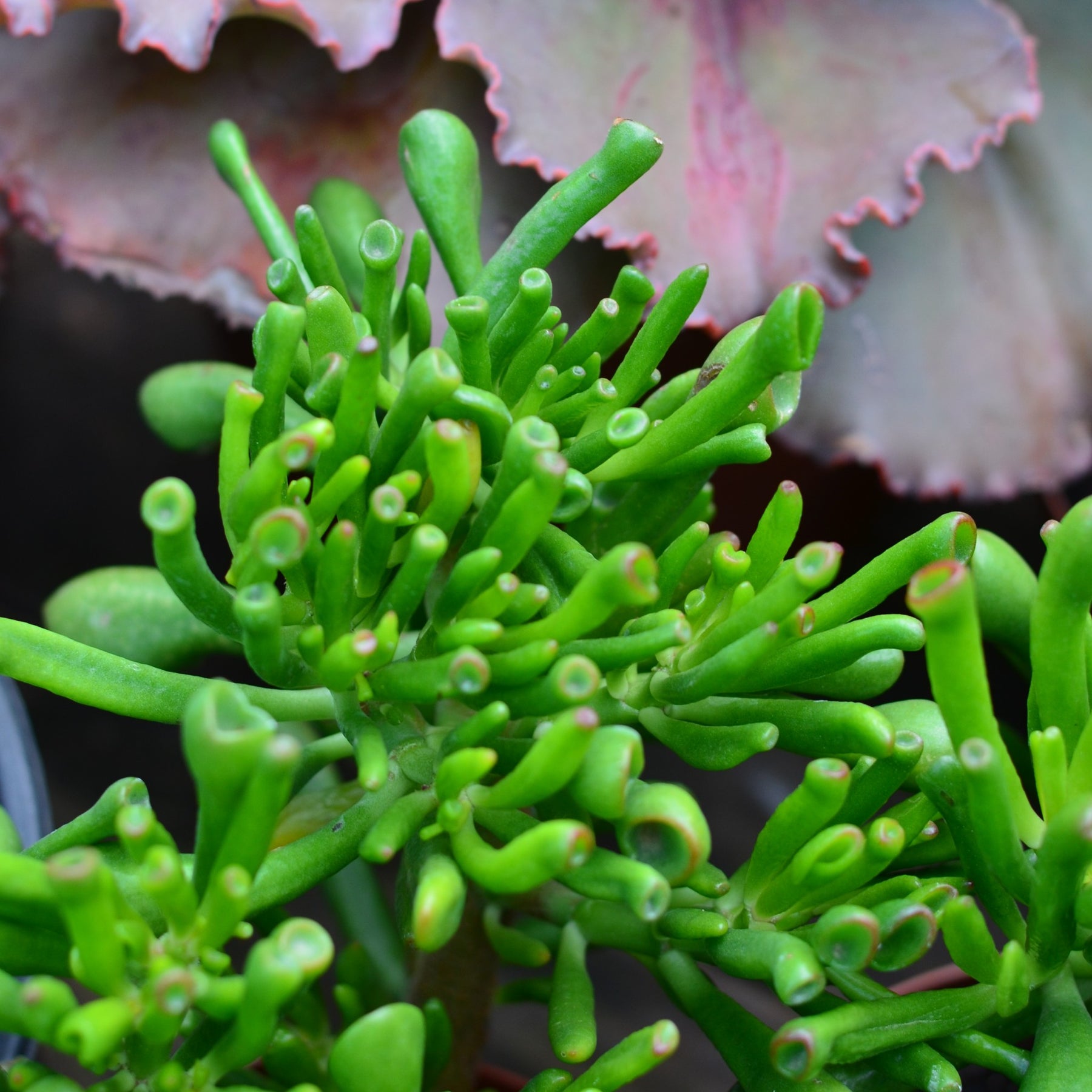 horn tree succulent Lucky Plant Horn Tree | Crassula Ovata | Indigenous