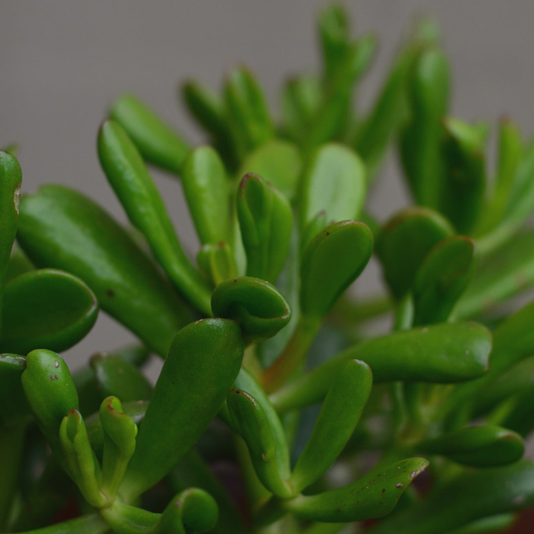 horn tree succulent Lucky Plant Horn Tree | Crassula Ovata | Indigenous