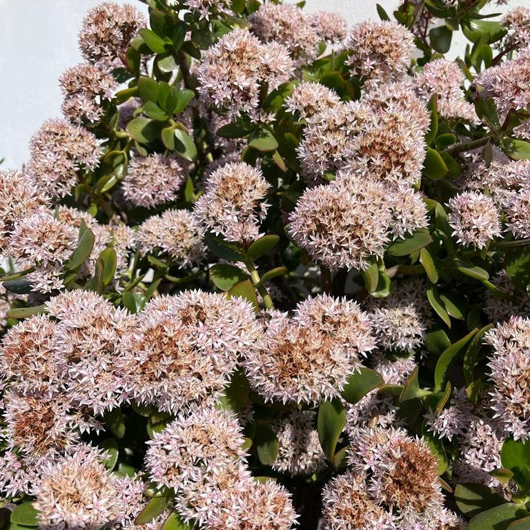 jade plant south africa Jade Plant | Money Plant Cape Town | Crassula Ovata