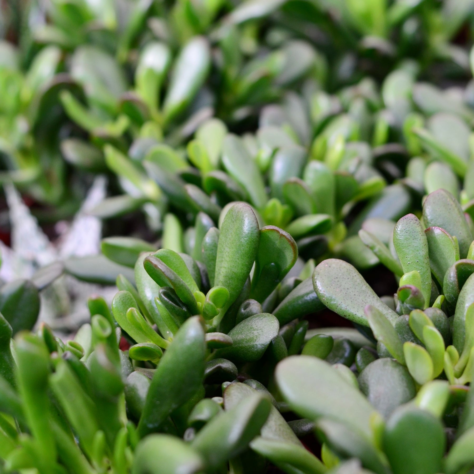 gandalf jade plant Jade Plant Gandalf | Crassula Ovata | Indigenous