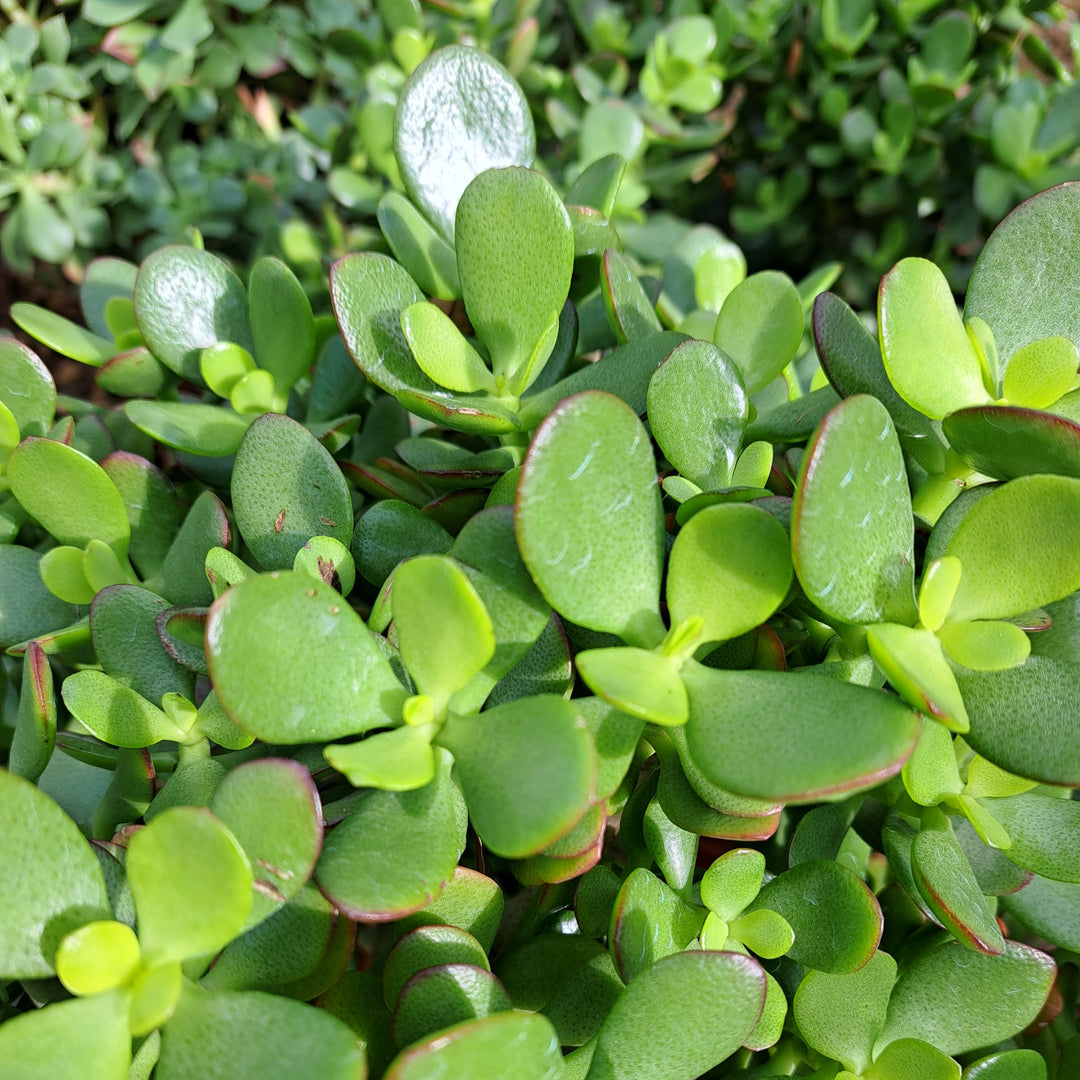 money plant south africa Jade Plant | Money Plant Cape Town | Crassula Ovata