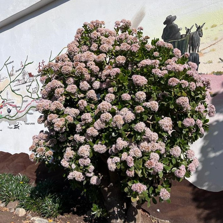 south african money plant Jade Plant | Money Plant Cape Town | Crassula Ovata