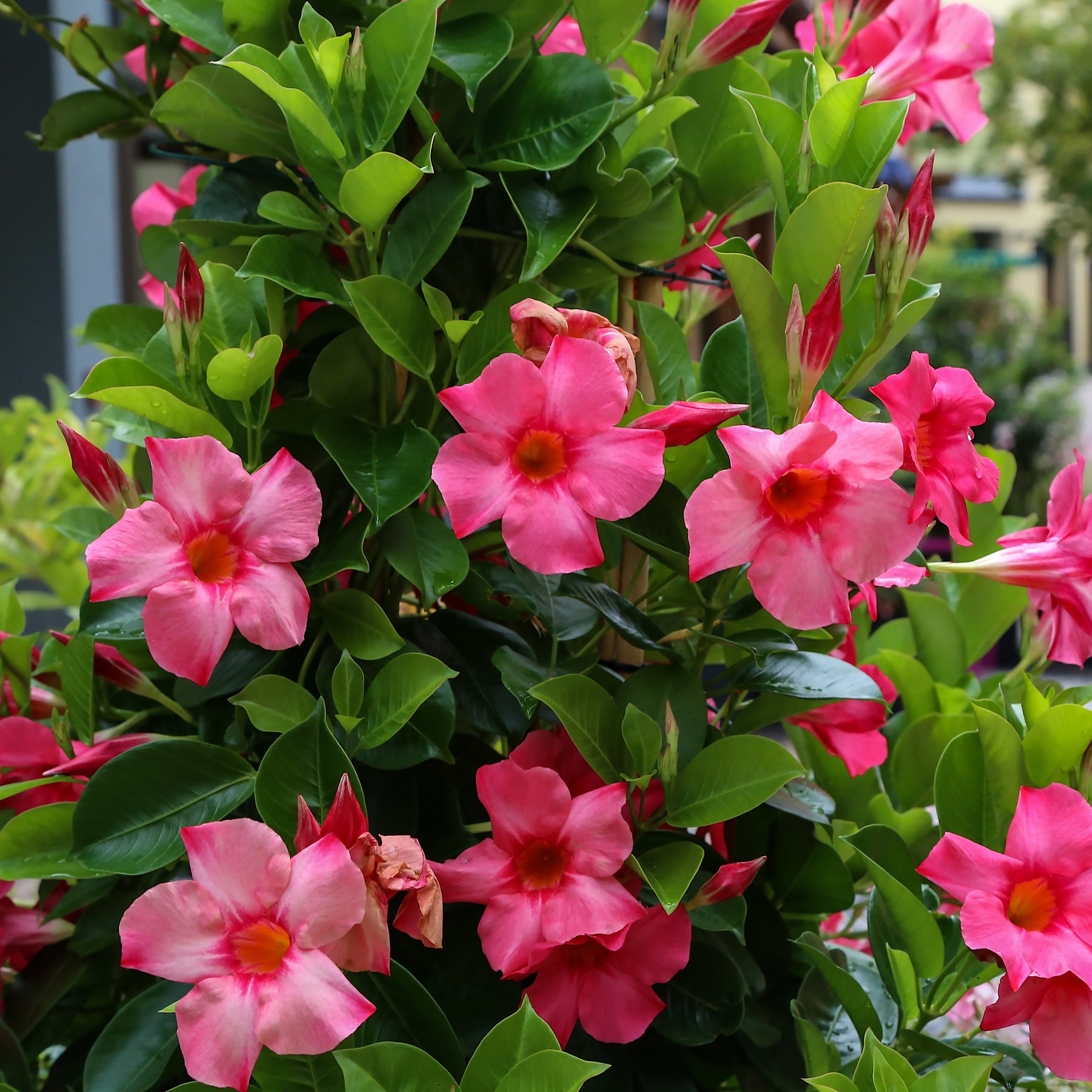 Dipladenia Diamantina Jade Pink Mandevilla Sp Cape Garden Online dipladenia-diamantina-jade-pink-mandevilla-sp-cape-garden-online