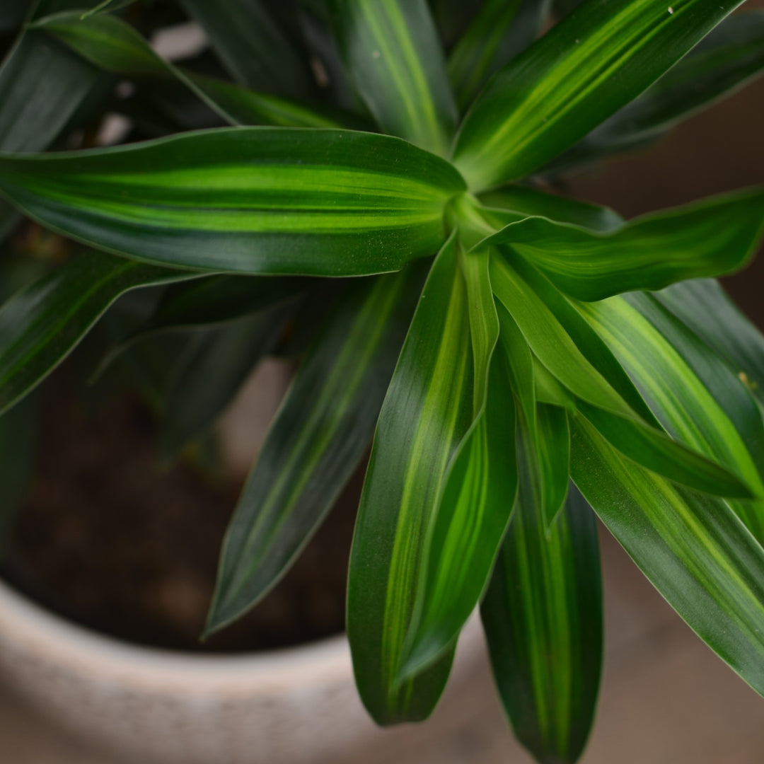 song of jamaica dracaena Song of Jamaica | Indoor Plant for Sale