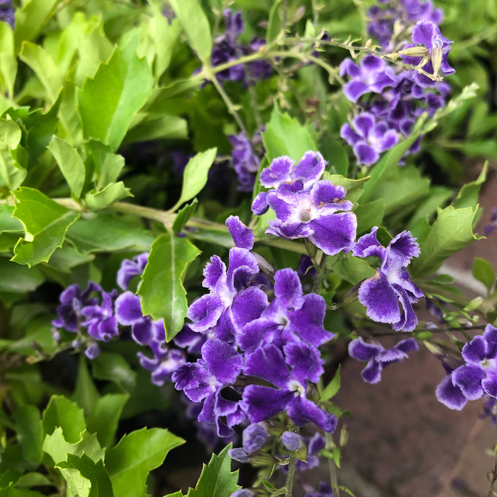 Duranta Sapphire Showers Plant in Cape Town – Cape Garden Online