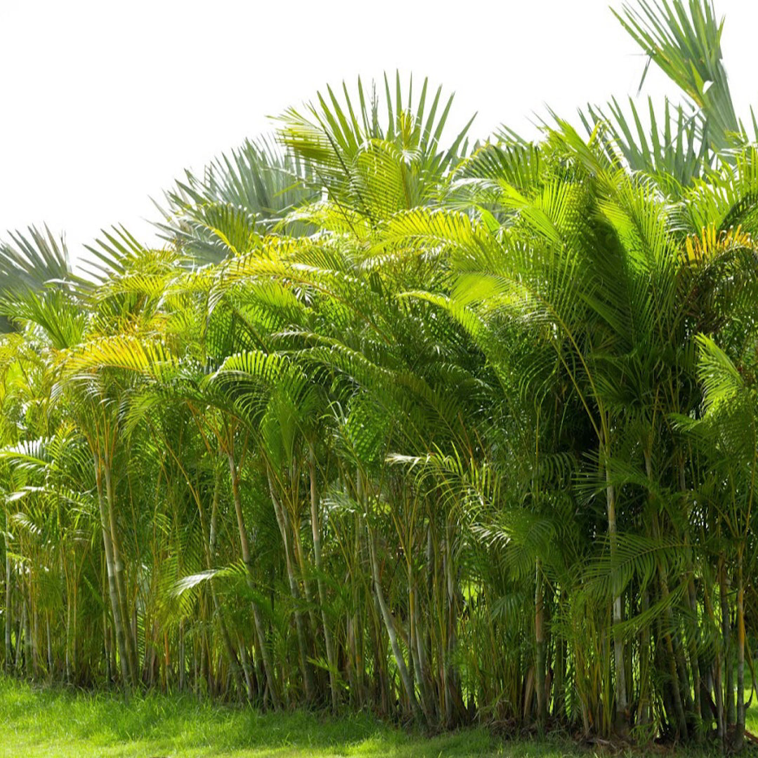 areca palm cape town Bamboo Palm ( Dypsis Lutescens)