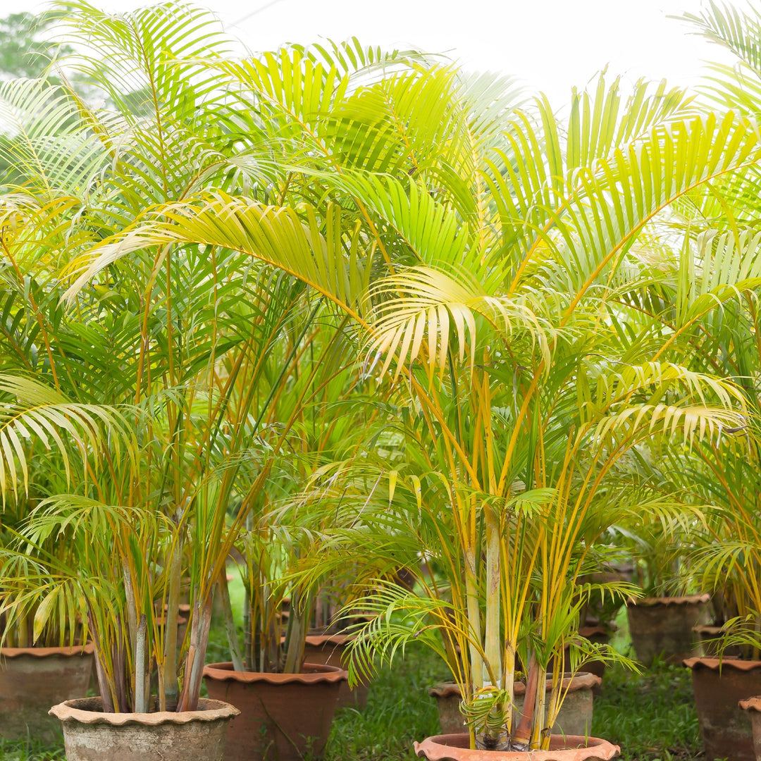 bamboo palm plant outdoor Bamboo Palm ( Dypsis Lutescens)