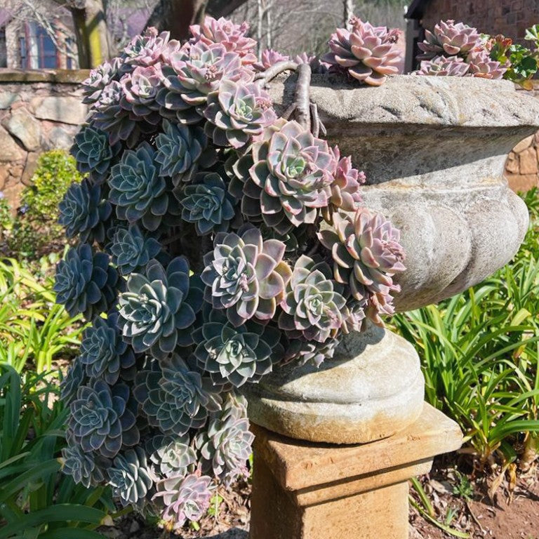 Echeveria Perle von Nurnberg | Purple Succulent - Cape Town Garden