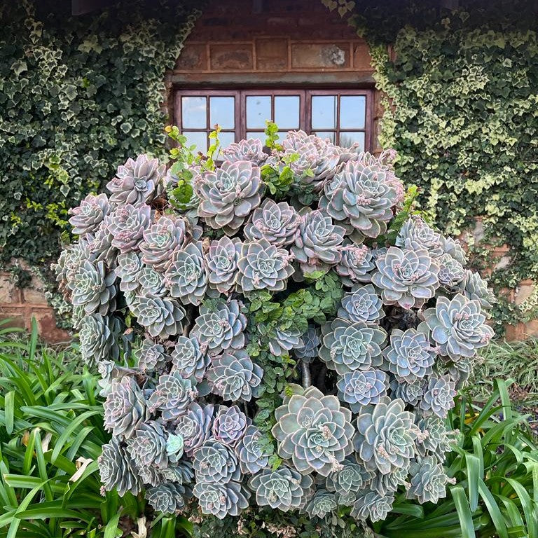 Echeveria Perle von Nurnberg | Purple Succulent - Cape Town Garden