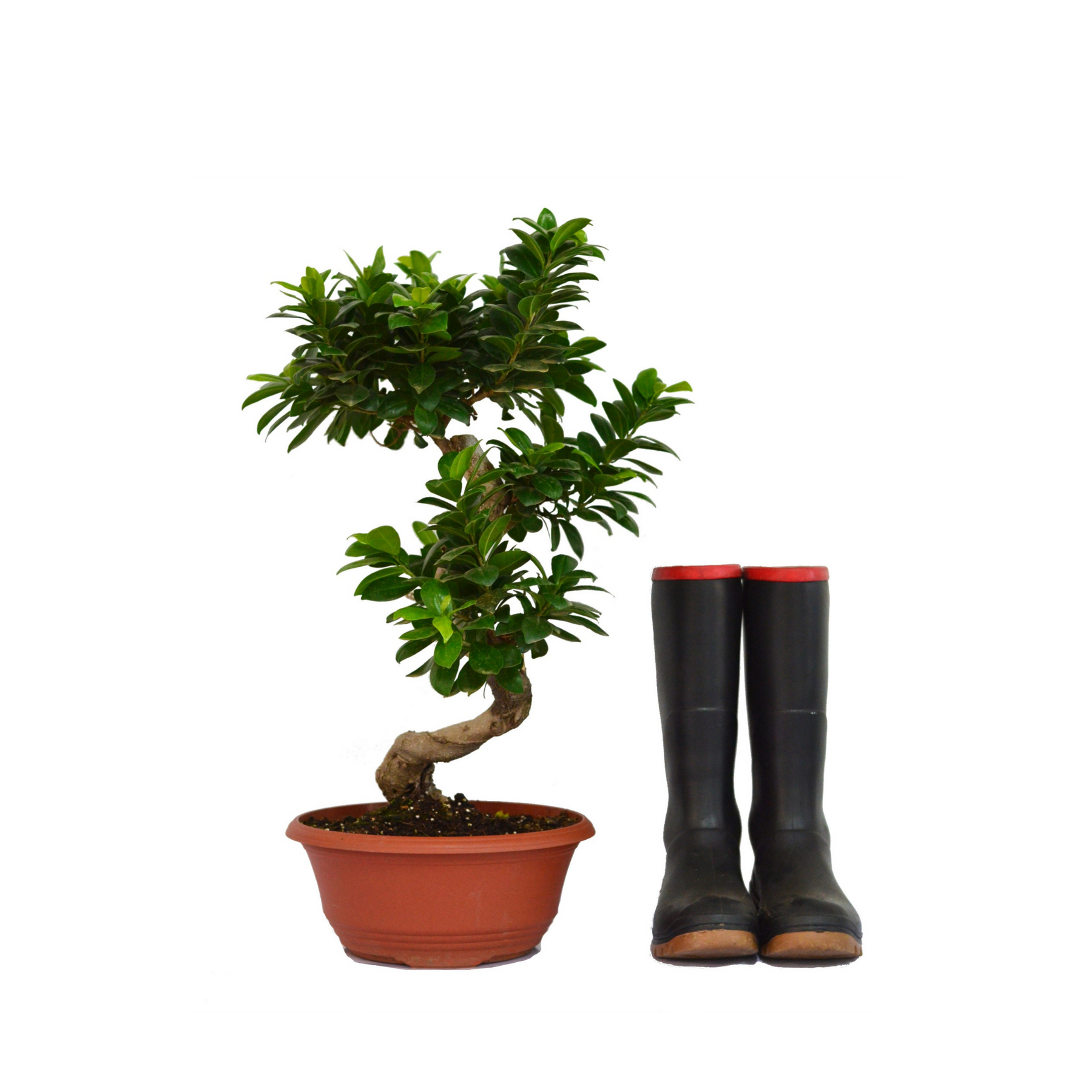 Ficus Bonsai Ficus Microcarpa 'SShape Bonsai' Cape Garden Online