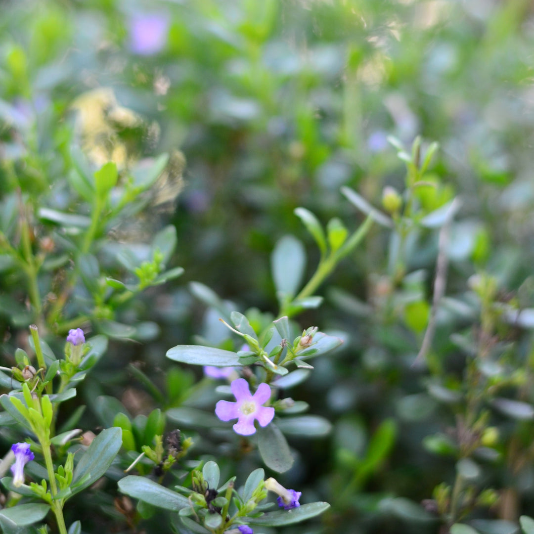 Honey-Bell Bush - Indigenous Flowering Shrub | Cape Garden – Cape