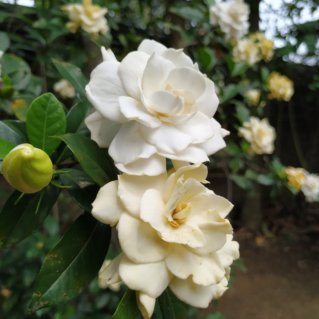 Cape Jasmine | Gardenia Jasminoides – Cape Garden Online