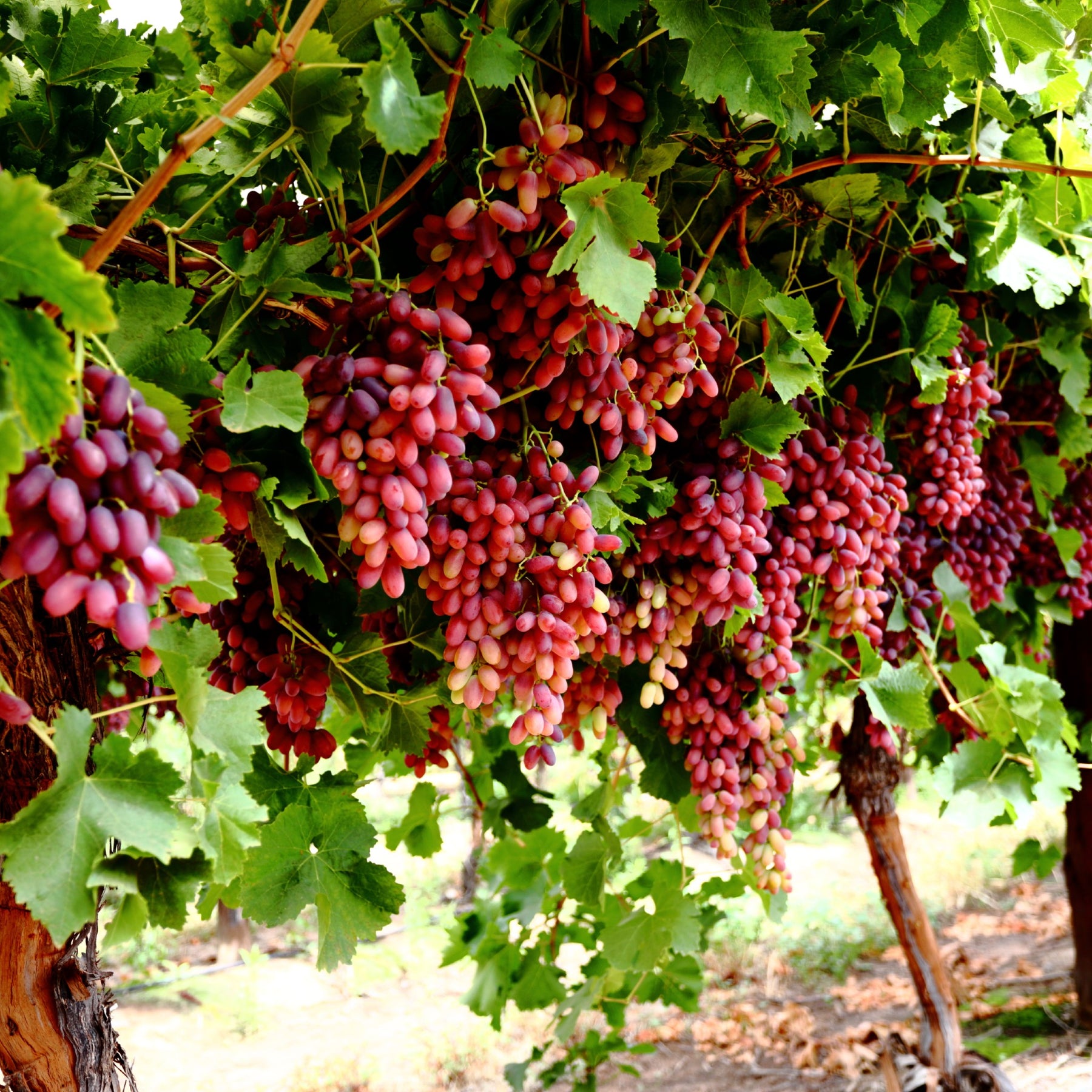 Crimson seedless grape plants for sale deals
