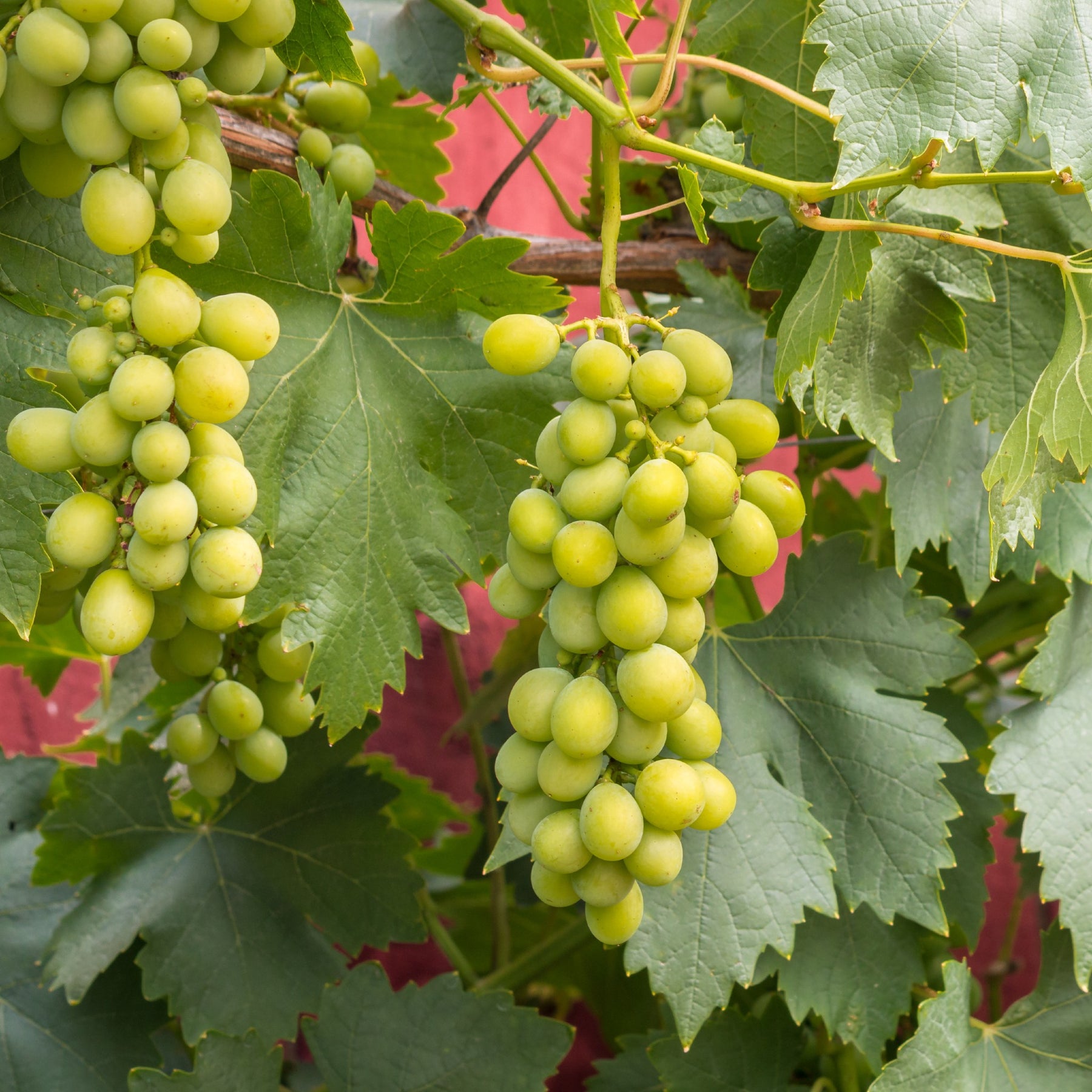 Sultana grapes discount