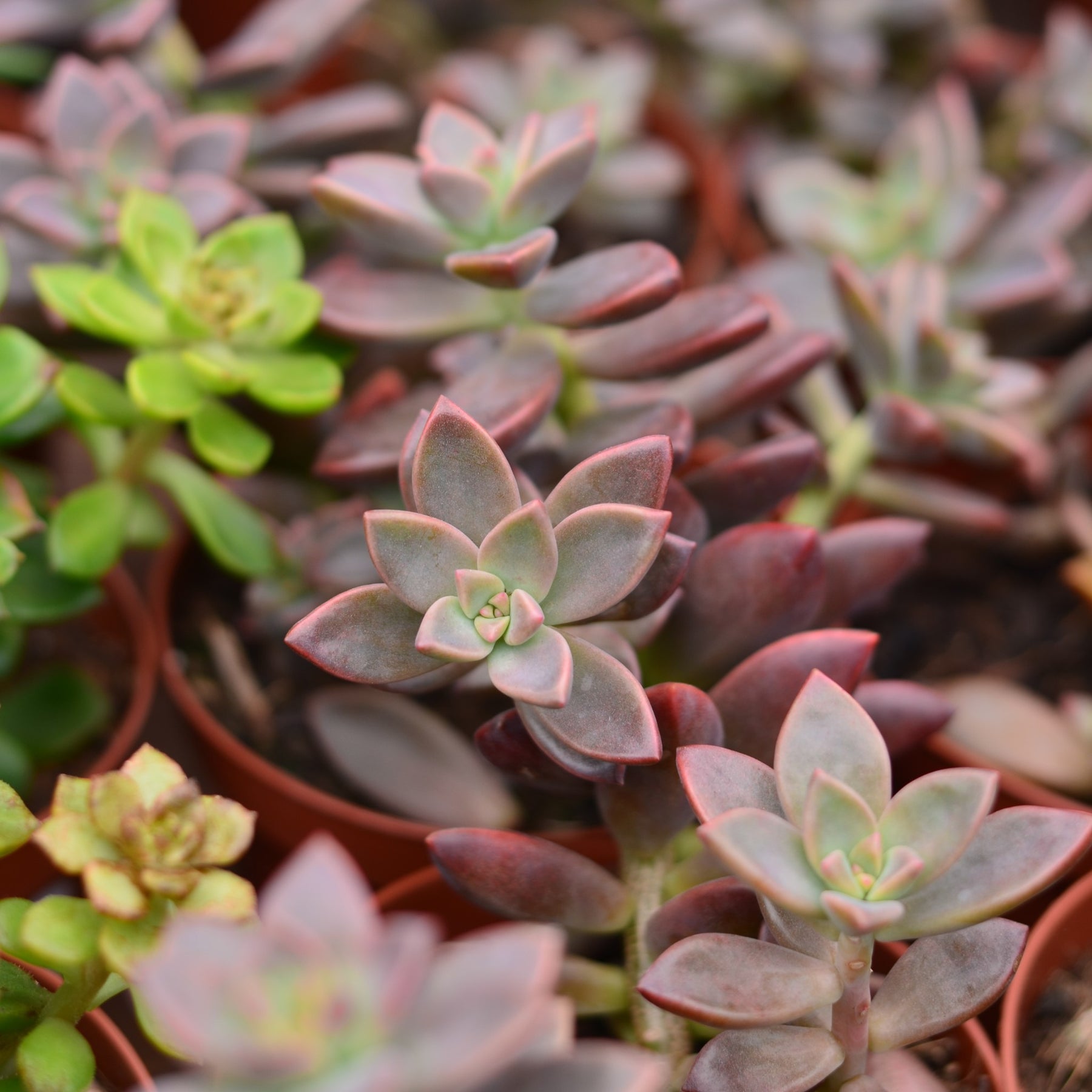 vera higgins succulent care Graptosedum Vera Higgins | Bronze Red Succulent