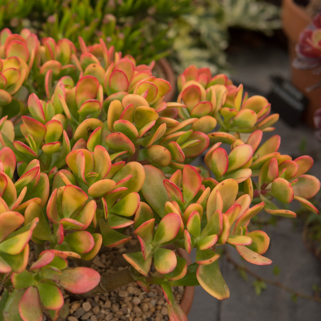 Jade Plant Sunset | Crassula Ovata Sunset | Colourful | Cape