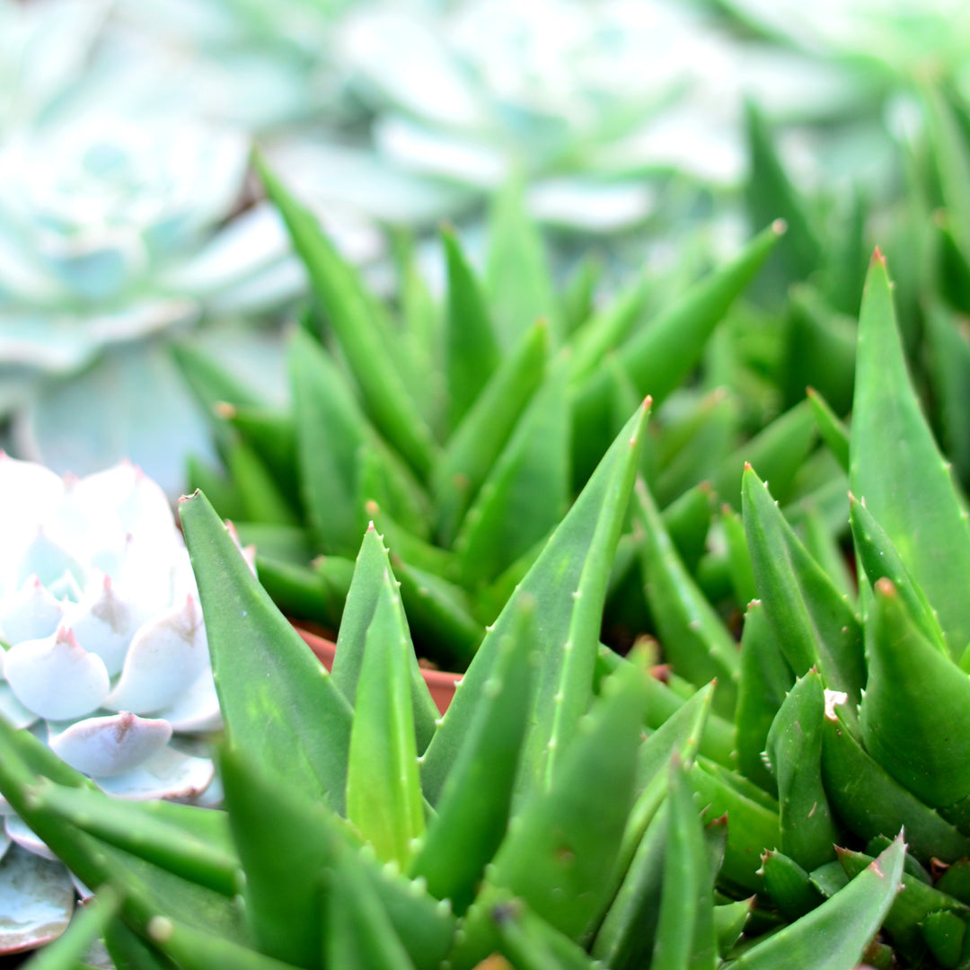 Haworthia Pentagona | Indigenous Indoor Succulent