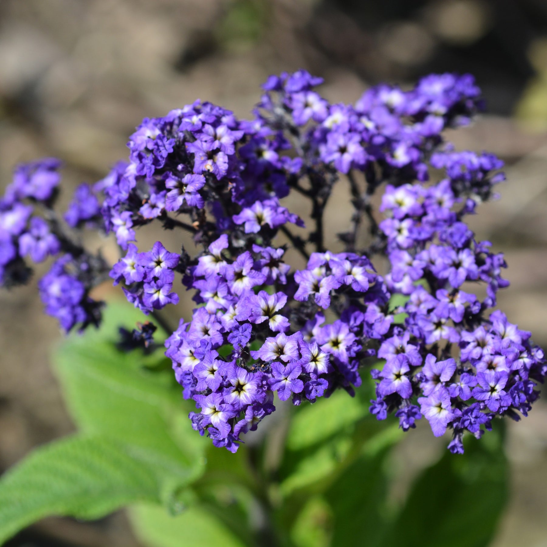 Perennial Flowers - Long-Lasting Garden Color – Cape Garden Online