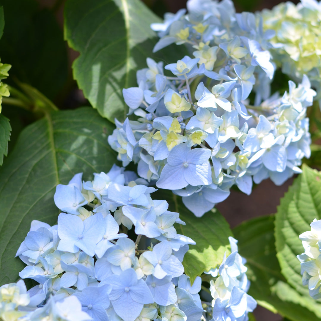Blue Hydrangea Cape Town | Endless Summer Repeat Blooming Shrub