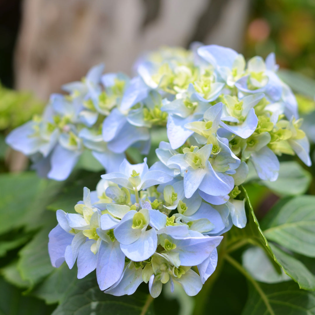 Blue Hydrangea Cape Town | Endless Summer Repeat Blooming Shrub